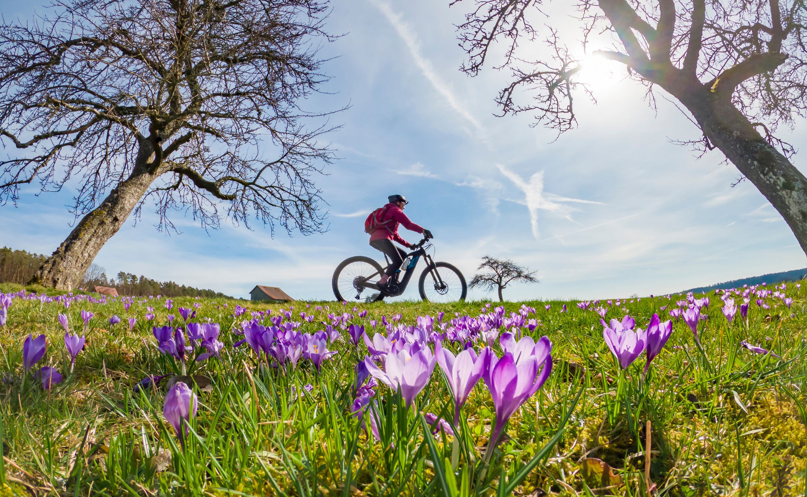 Sonniger Frühlingstag mit Frühblühern und einem Radfahrer
